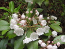 Spring Wildflowers