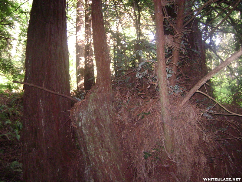 San Fran Area Trees