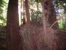 San Fran Area Trees