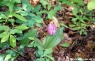 Pink Lady\'s Slipper by chris in Flowers