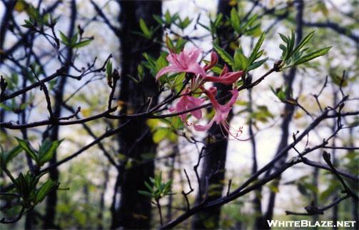 Flame Azalea