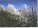 Ice in May by chris in Trail & Blazes in North Carolina & Tennessee