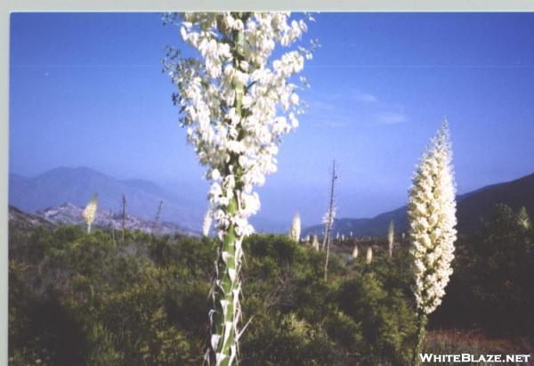 Yucca