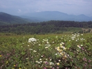 Snow Bird To Hot Springs by slow roasted in Section Hikers