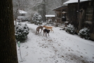 Standing Bear Farm, Snow 2-22-09