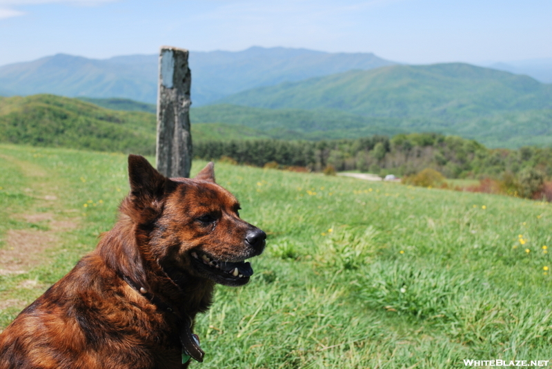 Max Patch, May 2009