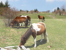 Grayson Highlands