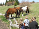 Grayson Highlands