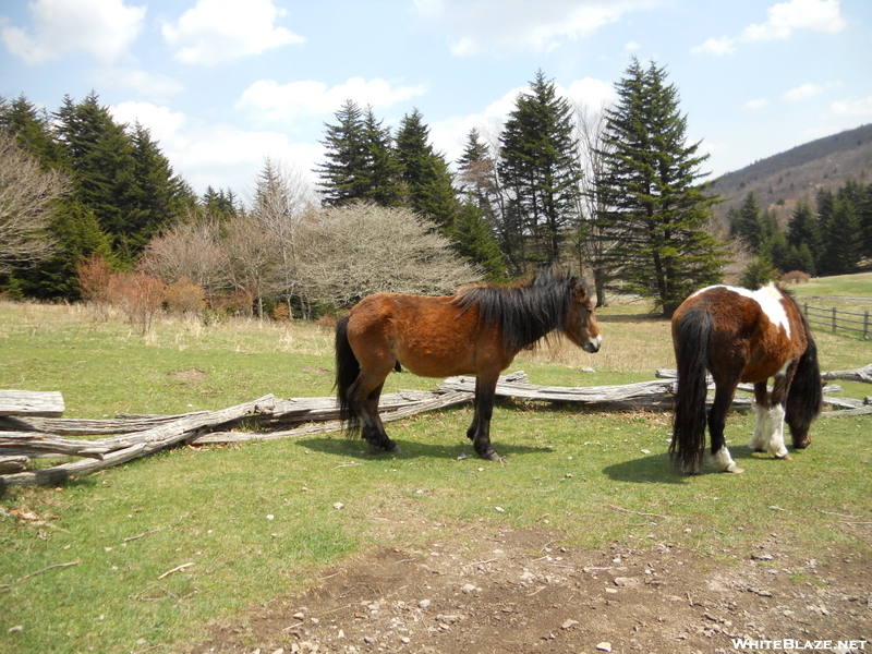 Grayson Highlands