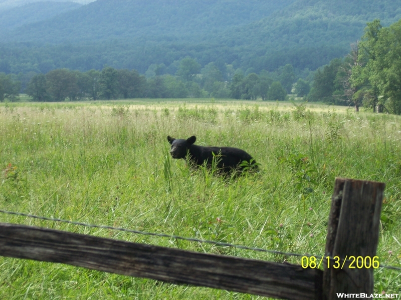 Cades Cove