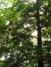 Very Weird Birch Tree by ShoelessWanderer in Other