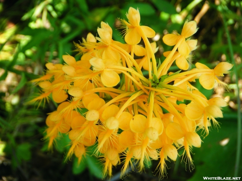 Fringed Yellow Orchid
