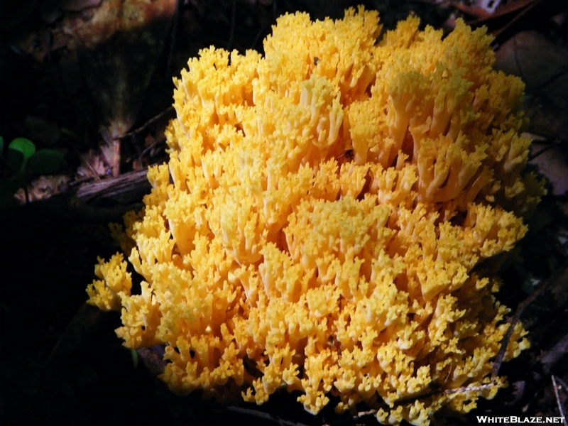 A Coral Mushroom