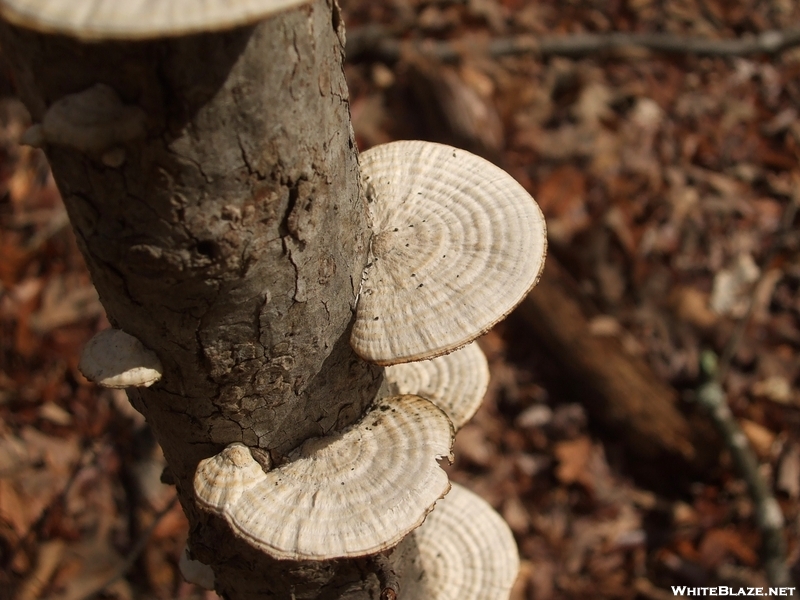 Mushrooms