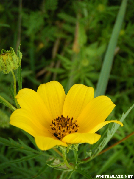 Pretty Flower