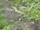 Annapolis Rocks Prep Hike by sir limpsalot in Snakes