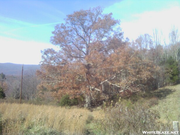Keffer Oak On A Fall Day