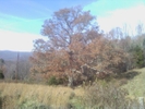 Keffer Oak On A Fall Day