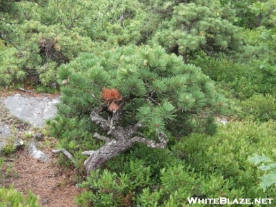 Mt.everett Old Growth,  4' High Pitch Pine.