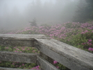 Roan Mtn 09 by vamelungeon in Members gallery