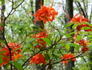 Not Sure What These Are. by Engine in Flowers