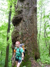 Hannah Mountain Tulip Poplar by Engine in Views in North Carolina & Tennessee