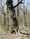 2000 Mile Tree Until A Couple Years Ago. by Engine in Trail & Blazes in North Carolina & Tennessee