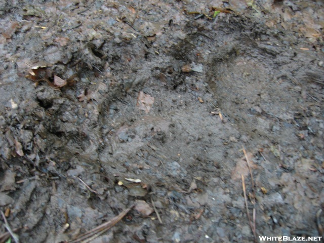 Momma And Baby Bear Prints