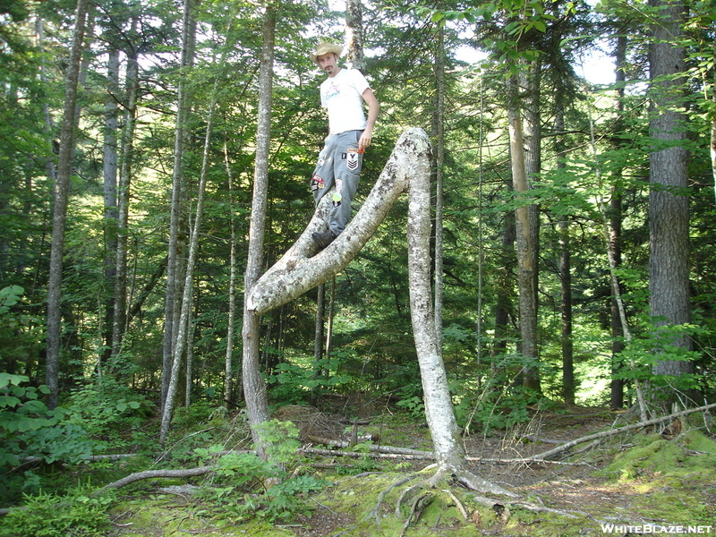 Crooked Ass Tree!