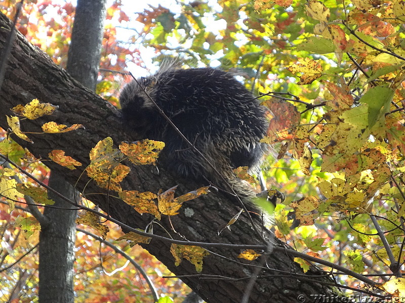 Porcupine sleeping in tree