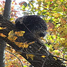 Porcupine sleeping in tree by Menace in Other