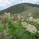 Hump Mountain TN by Lead Dog in Trail & Blazes in North Carolina & Tennessee