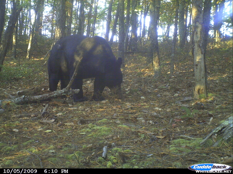 Big Bear At Carvins Cove