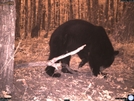 Black Bear by Ol Mole in Bears