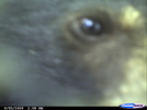 Eye Of A Bear by Ol Mole in Bears