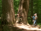 Joyce Kilmer Forest by Ol Mole in Trail & Blazes in North Carolina & Tennessee