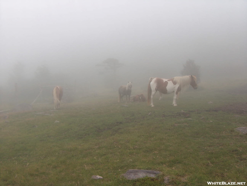 Ponies In The Mist