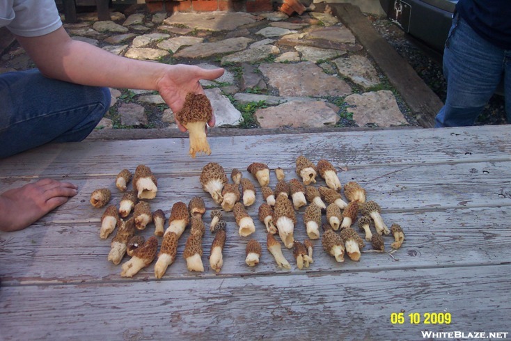 Morels