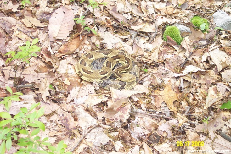 Timber Rattlesnake