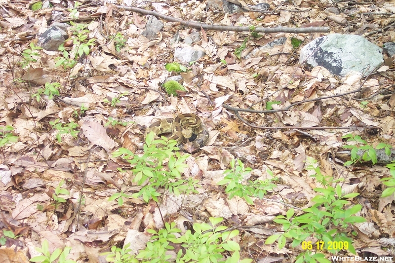 Timber Rattlesnake