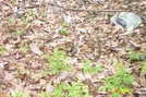 Timber Rattlesnake by bronconite in Snakes