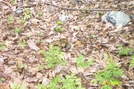 Timber Rattlesnake