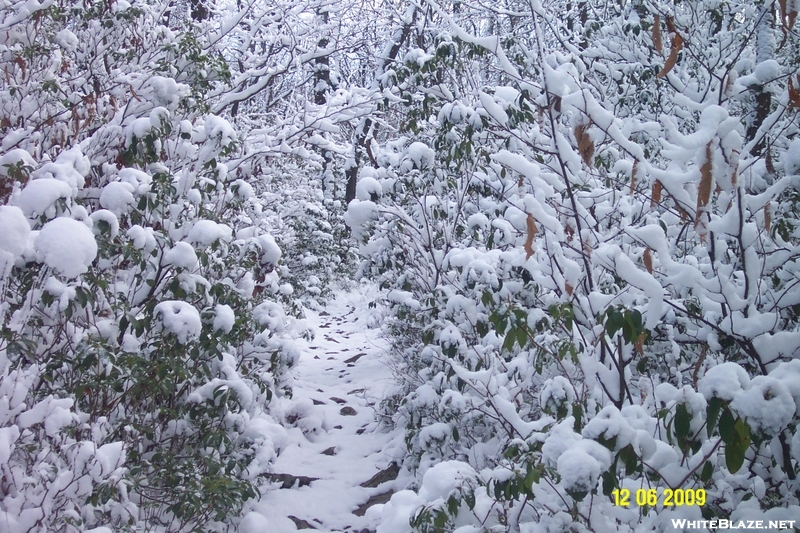 Snow Covered