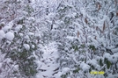 Snow Covered by bronconite in Views in Maryland & Pennsylvania