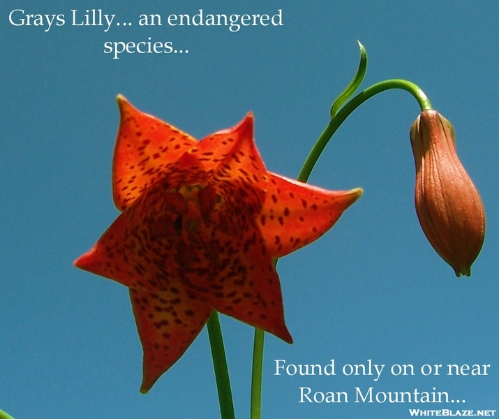 Grays Lilly On Roan Mountain