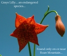 Grays Lilly On Roan Mountain by WhiteBearDog in Flowers