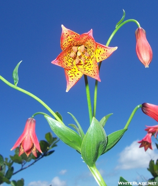 Grays Lilly On Roan Mountain