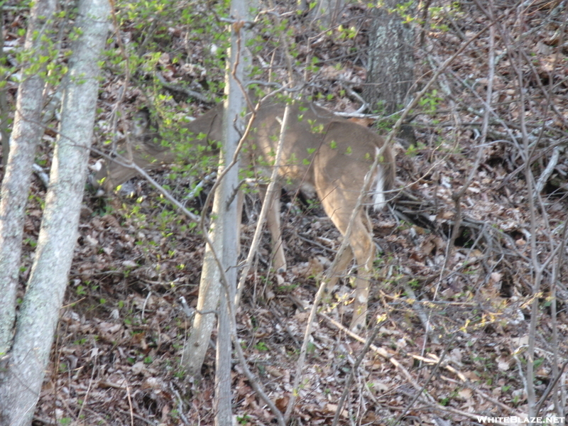 Oops! There's A Deer.