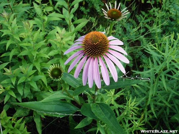 Coneflowers