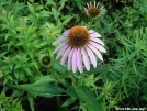 Coneflowers by squeeze in Flowers